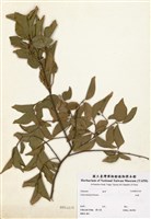 藏品(朴樹)的圖片